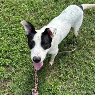 A young medium-sized female White / Cream Cattle Dog dog named Goofy Goober for adoption in Wimberley, TX