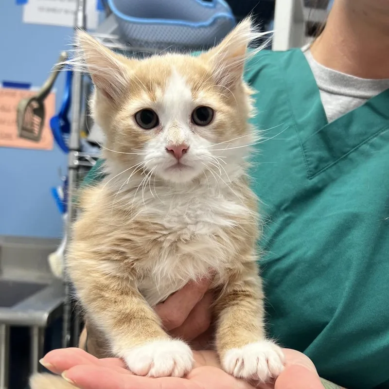 A baby small-sized male Buff / Tan / Fawn Domestic Long Hair cat named Daniel for adoption in Oneonta, NY