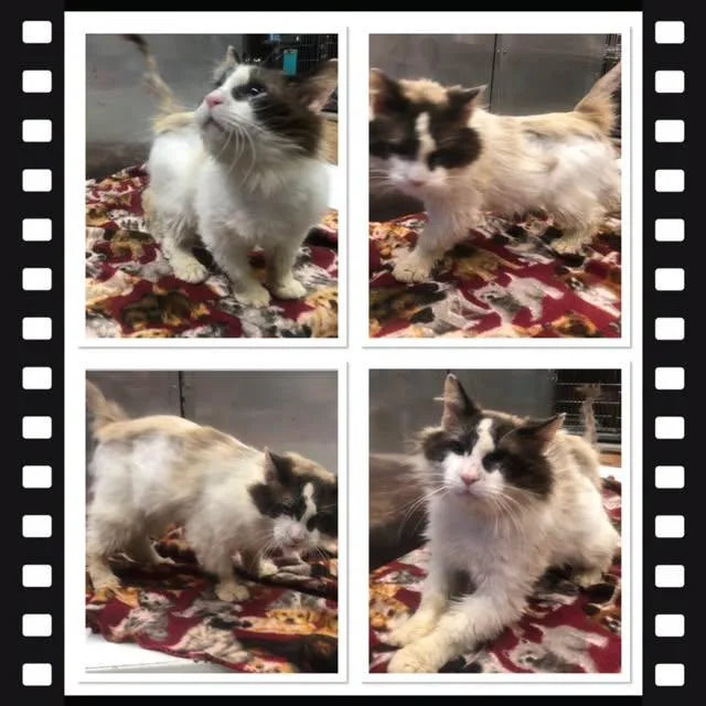 An adult small-sized male Seal Point Snowshoe cat named Freddie for adoption in Buckhannon, WV