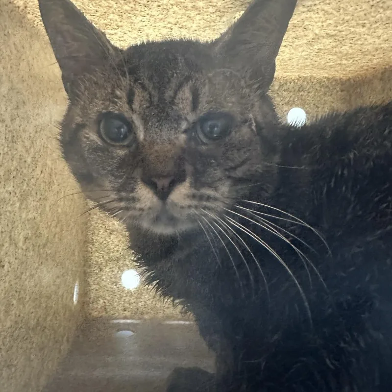 An adult medium-sized male Domestic Short Hair cat named Working Cat Hermes for adoption in Tacoma, WA