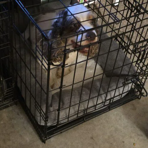 An adult small-sized female Cocker Spaniel dog named Bella IL for adoption in Parker, CO