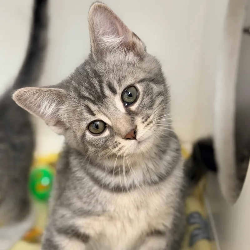 A baby small-sized male Gray / Blue / Silver Domestic Short Hair cat named Slate for adoption in Champaign, IL