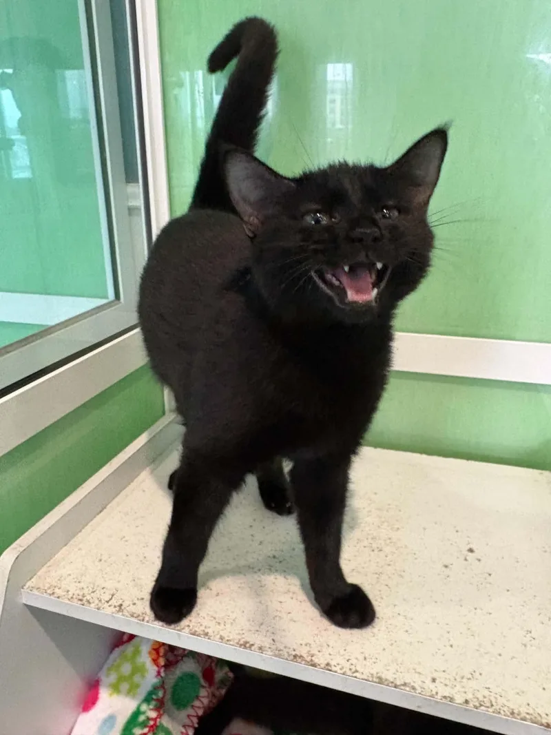 A young medium-sized female Domestic Short Hair cat named Maleficent for adoption in Barboursville, WV