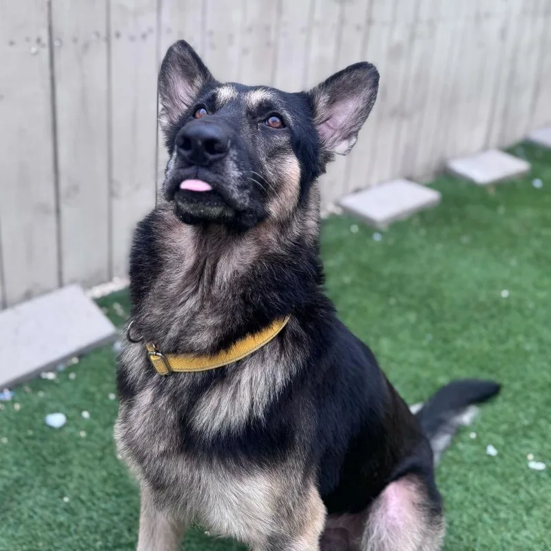 An adult large-sized male Black German Shepherd Dog dog named Byron for adoption in New Orleans, LA