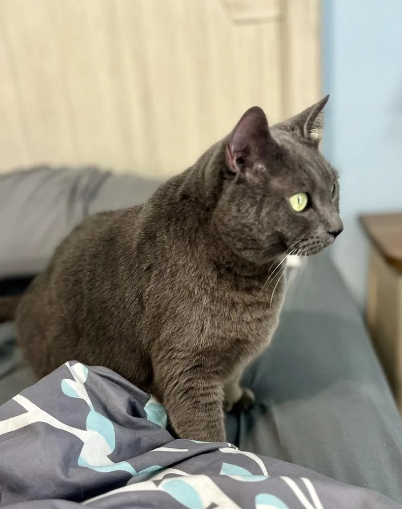 An adult large-sized female Gray / Blue / Silver Domestic Short Hair cat named Jessie for adoption in Emerald Isle, NC