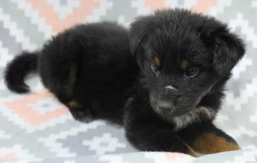 A baby medium-sized female Shepherd dog named Alli for adoption in Thief River Falls, MN