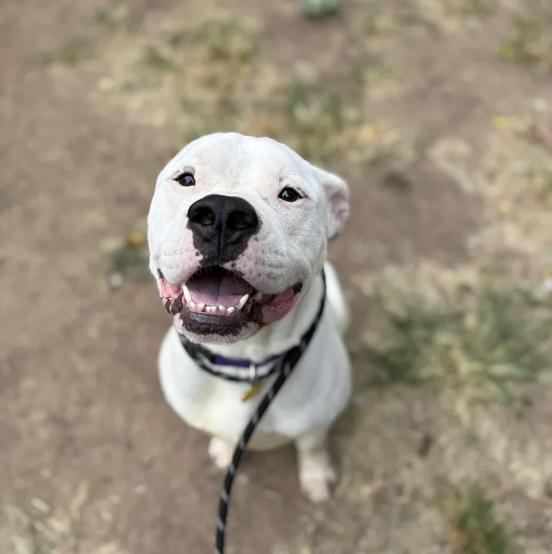 Wally Courtesy Cupid thumbnail 2