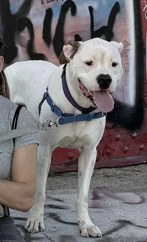 Wally Courtesy Cupid thumbnail 3