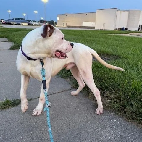 Wally Courtesy Cupid thumbnail 5