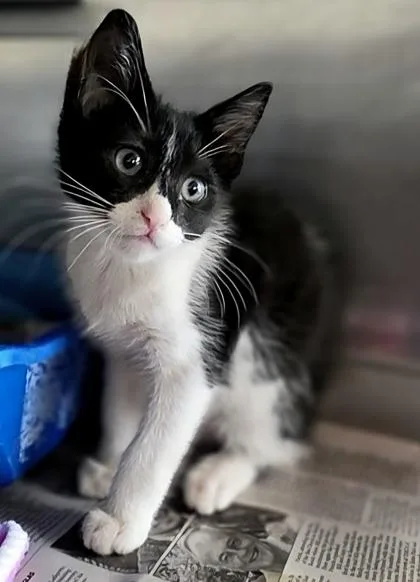 A baby small-sized male Domestic Short Hair cat named Figaro for adoption in Houston, TX
