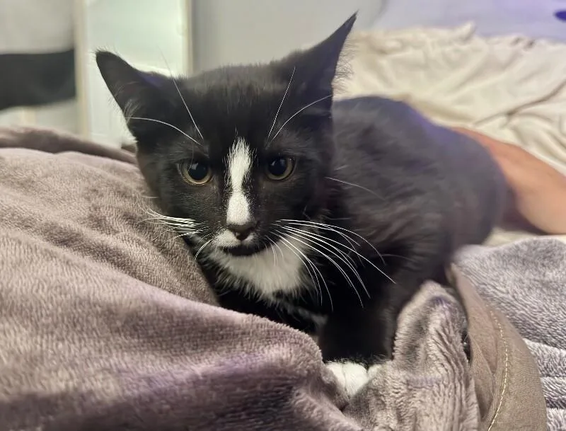 A young medium-sized male Black Domestic Short Hair cat named Cloudy for adoption in North Babylon, NY