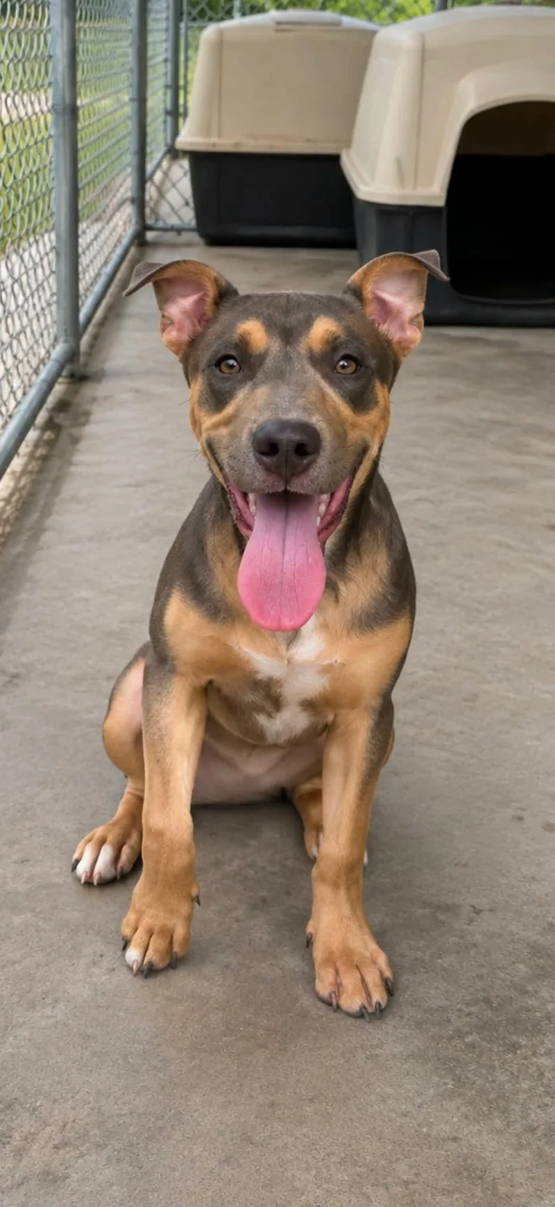 A baby medium-sized female Rottweiler dog named Nellie for adoption in Carmel, NY