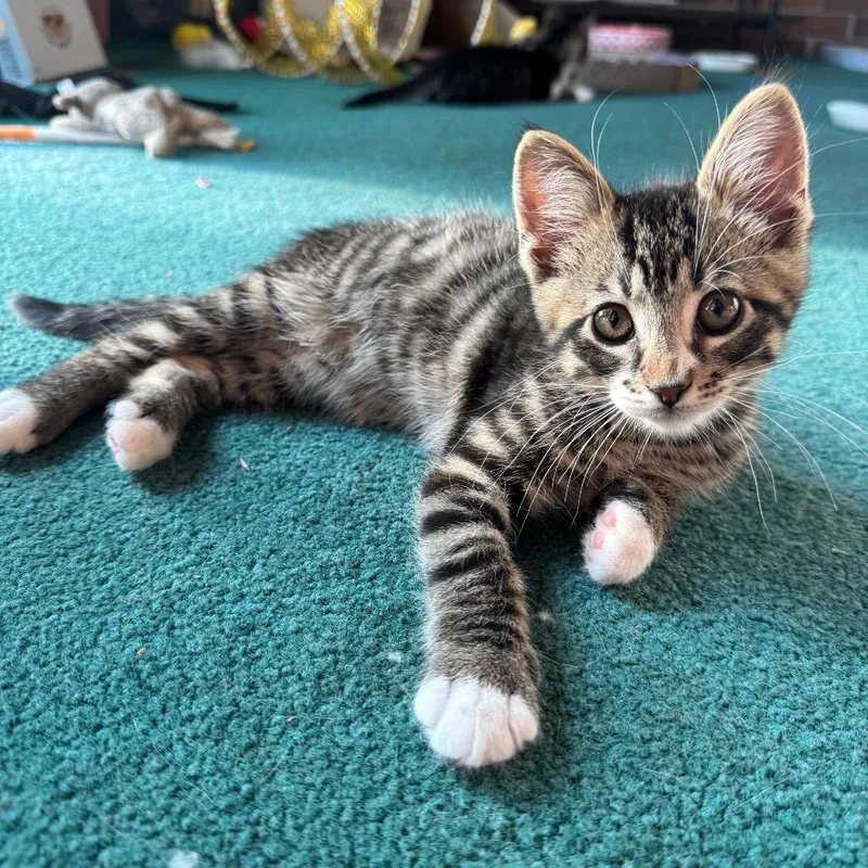 Tiger Pounce