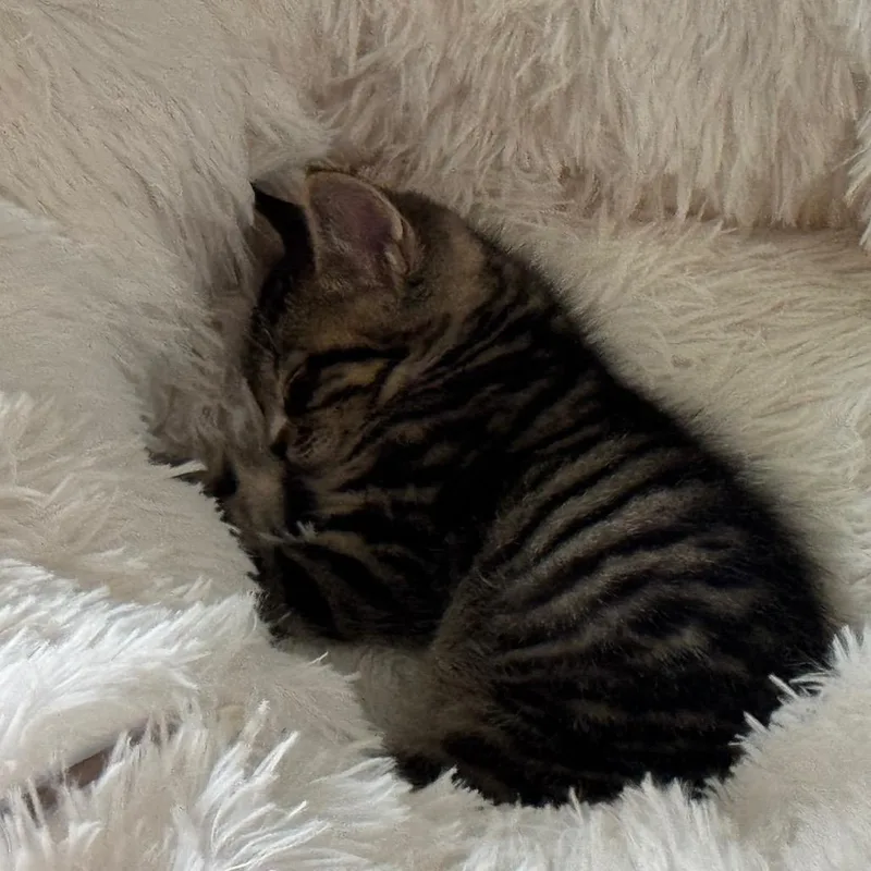 Tiger Pounce thumbnail 2