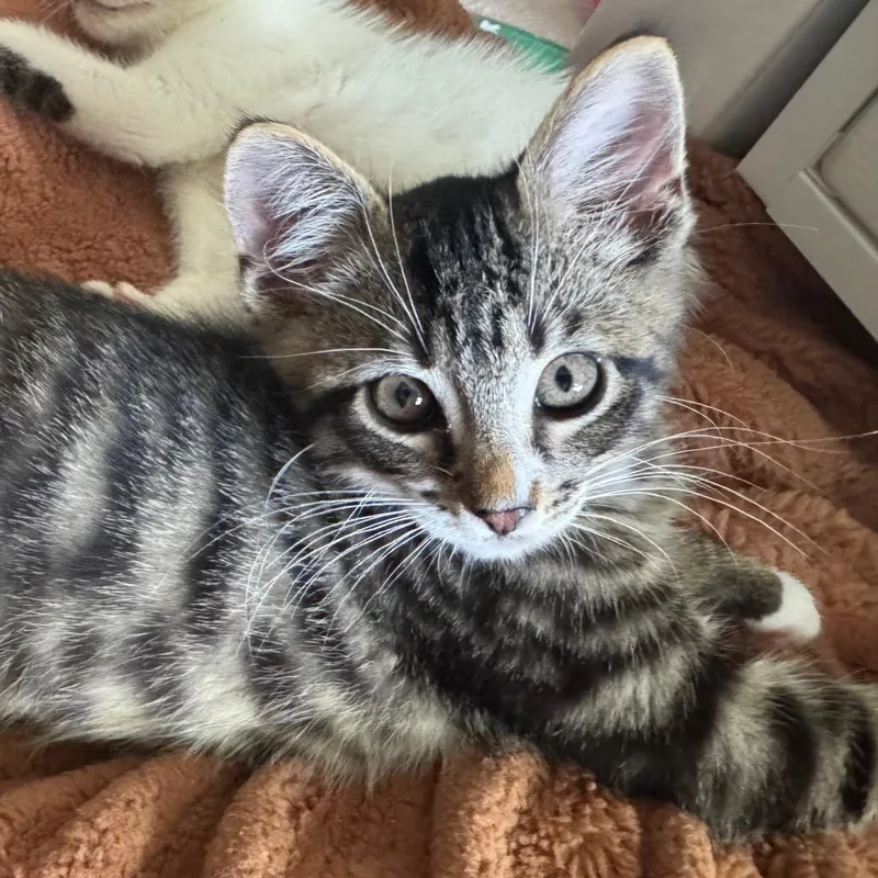 Tiger Pounce thumbnail 3