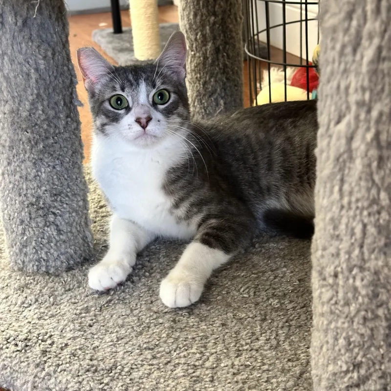 A young medium-sized female Domestic Short Hair cat named Lola for adoption in Visalia, CA