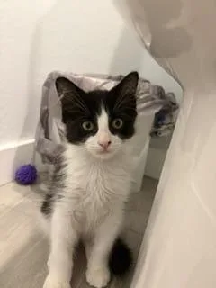 A baby small-sized male Black Domestic Medium Hair cat named Zero Halloway for adoption in Chandler, AZ