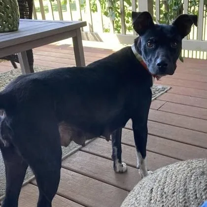 An adult medium-sized female Black Terrier dog named Mandy for adoption in Chicopee, MA
