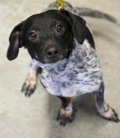 An adult small-sized female Dachshund dog named Dottie for adoption in Bowling Green, KY
