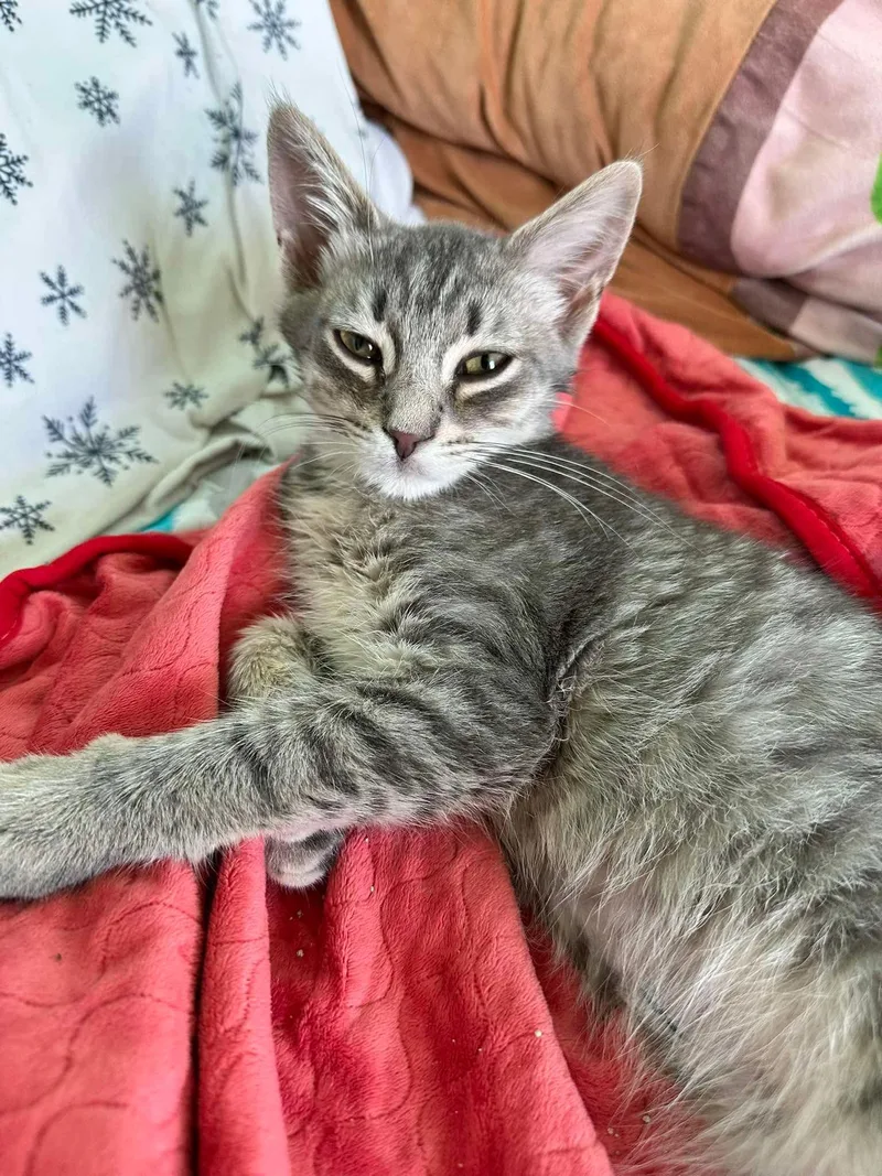 A baby medium-sized male Gray & White Domestic Short Hair cat named Phil for adoption in East Lansing, MI