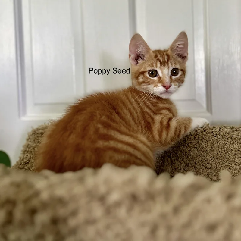 A baby small-sized male Orange & White Domestic Short Hair cat named Poopy Seeddome for adoption in Topsham, ME