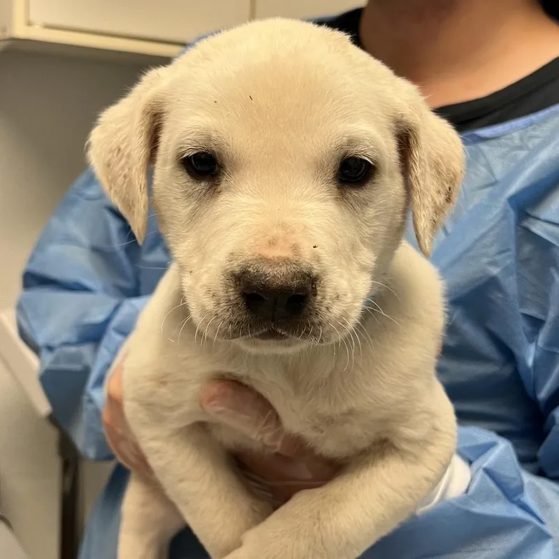 A baby medium-sized male Retriever dog named Oscar for adoption in Thornton, CO