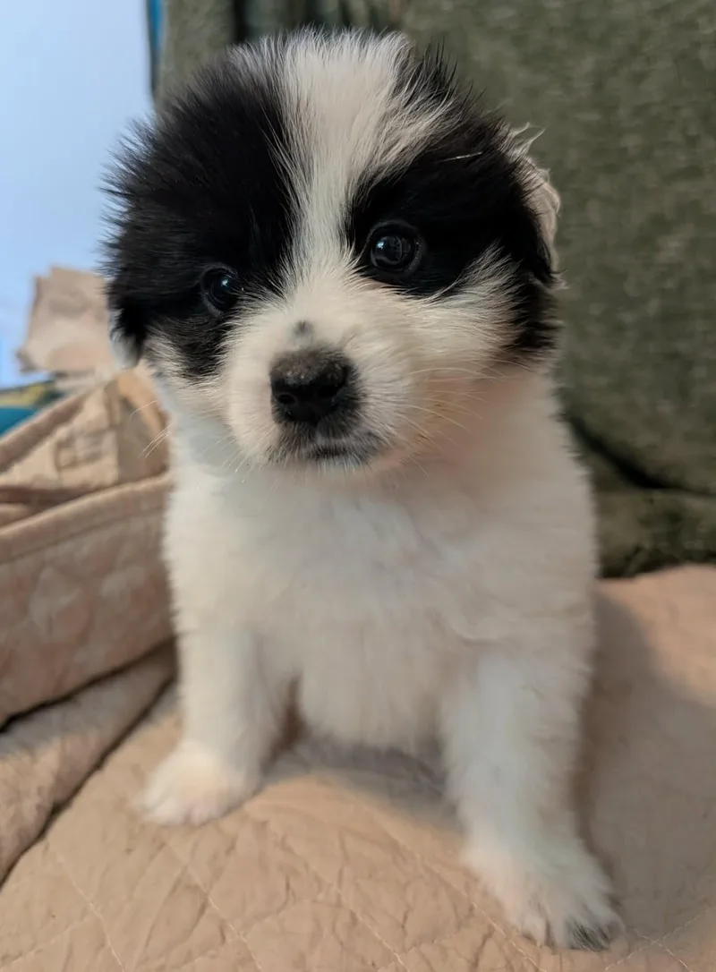 A baby medium-sized female White / Cream Great Pyrenees dog named Rhyme for adoption in Kiowa, OK