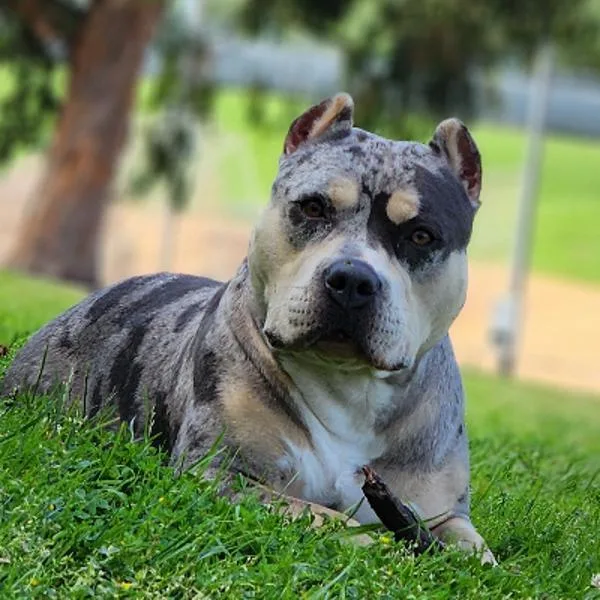 An adult large-sized female American Bully dog named Stormi for adoption in Oceanside, CA