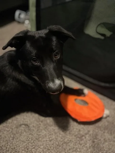 Molly