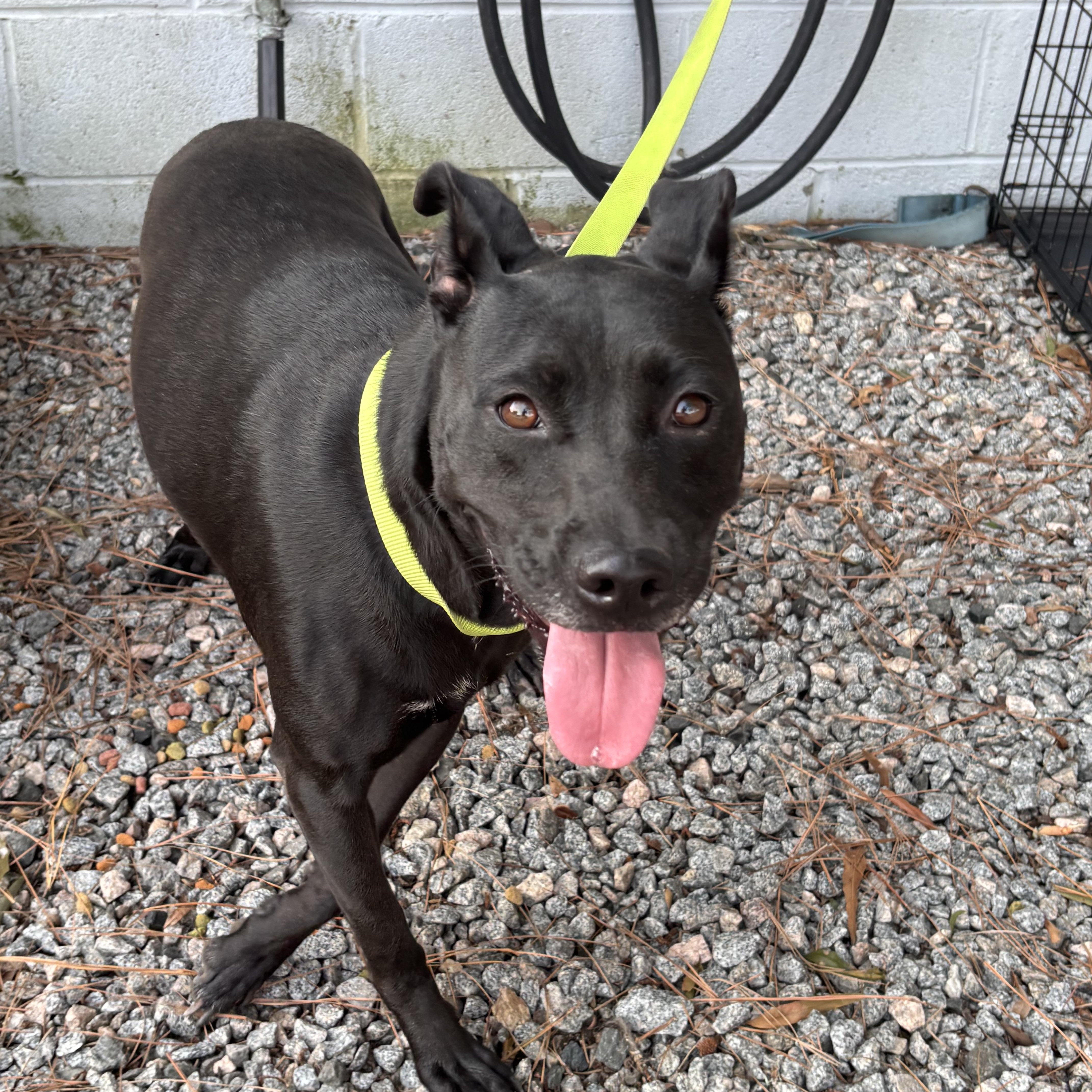 A young medium-sized female Shepherd dog named Nyla  a beauty for adoption in Charlottesville, VA