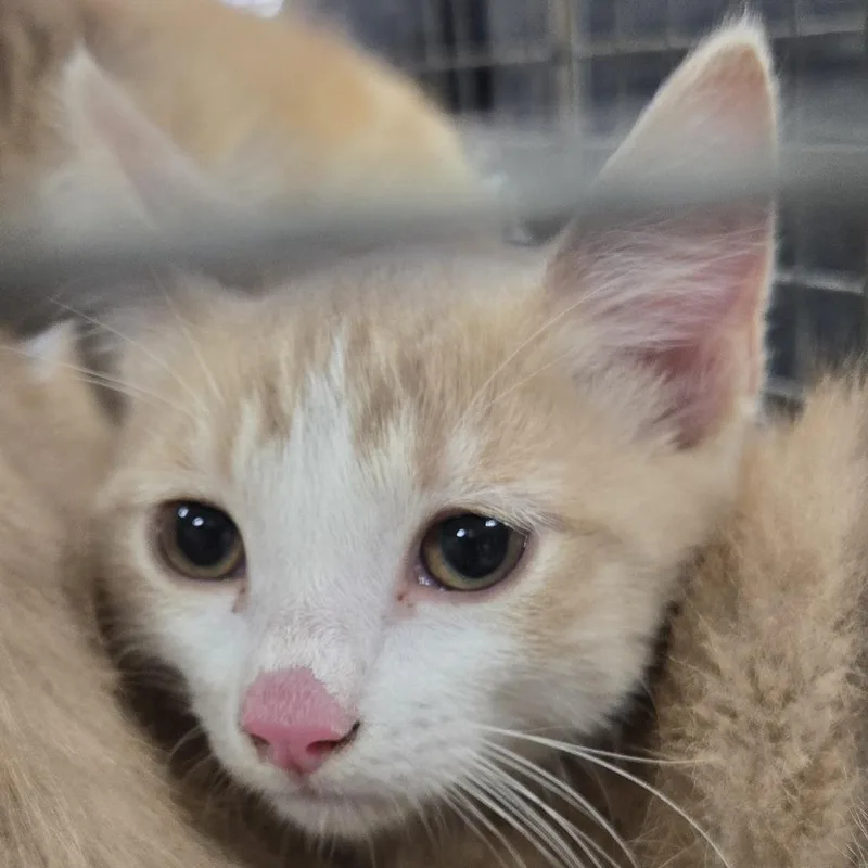 A baby small-sized male Orange / Red Domestic Short Hair cat named Mouse for adoption in Newark, NJ