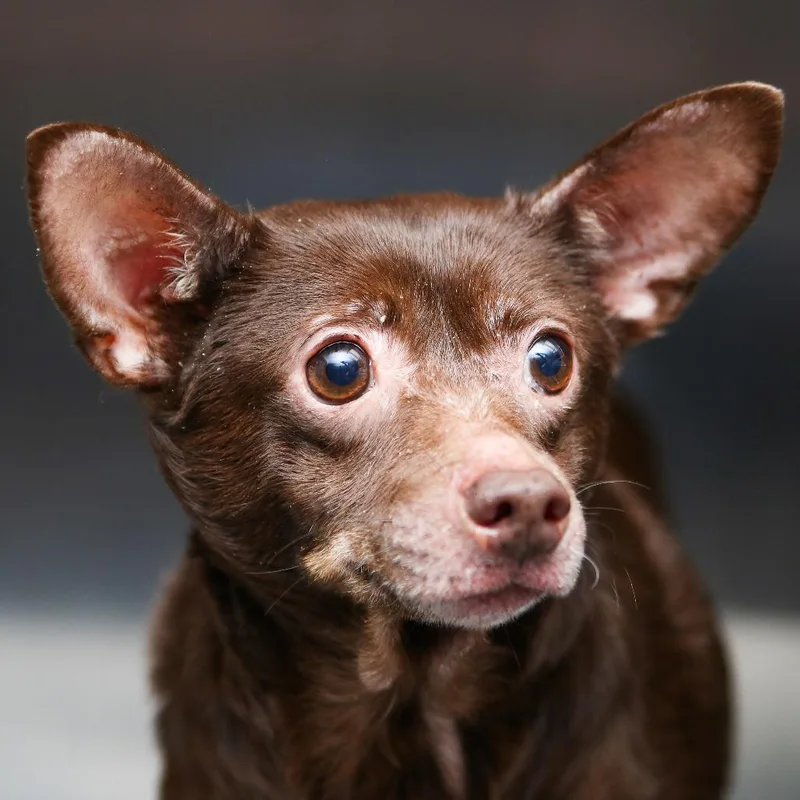 Sweetie Pie thumbnail 2