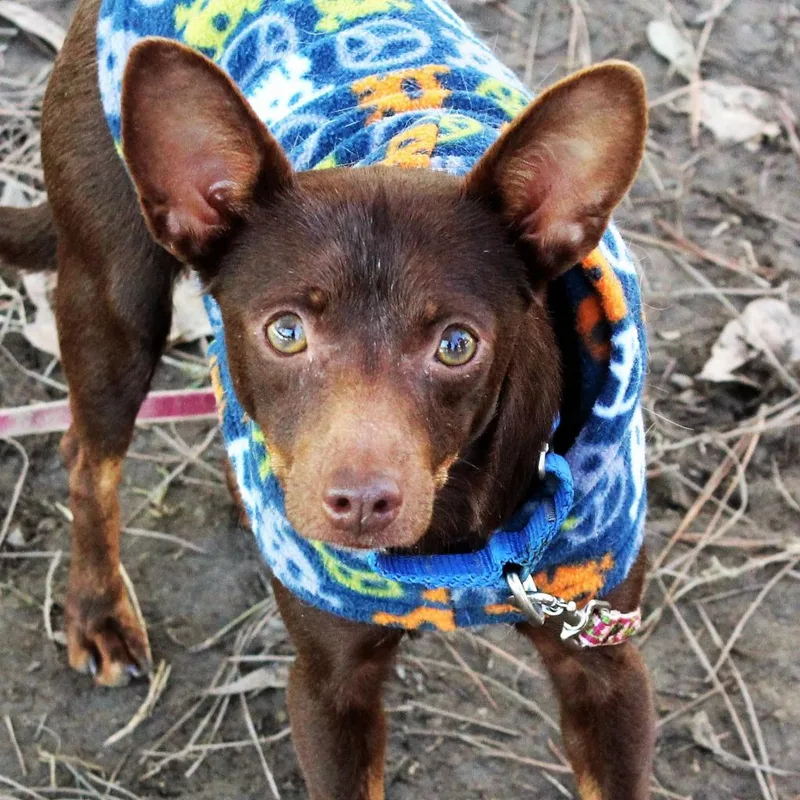 Sweetie Pie thumbnail 3