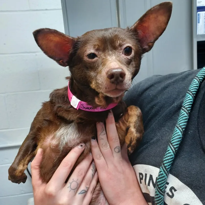 Sweetie Pie thumbnail 4