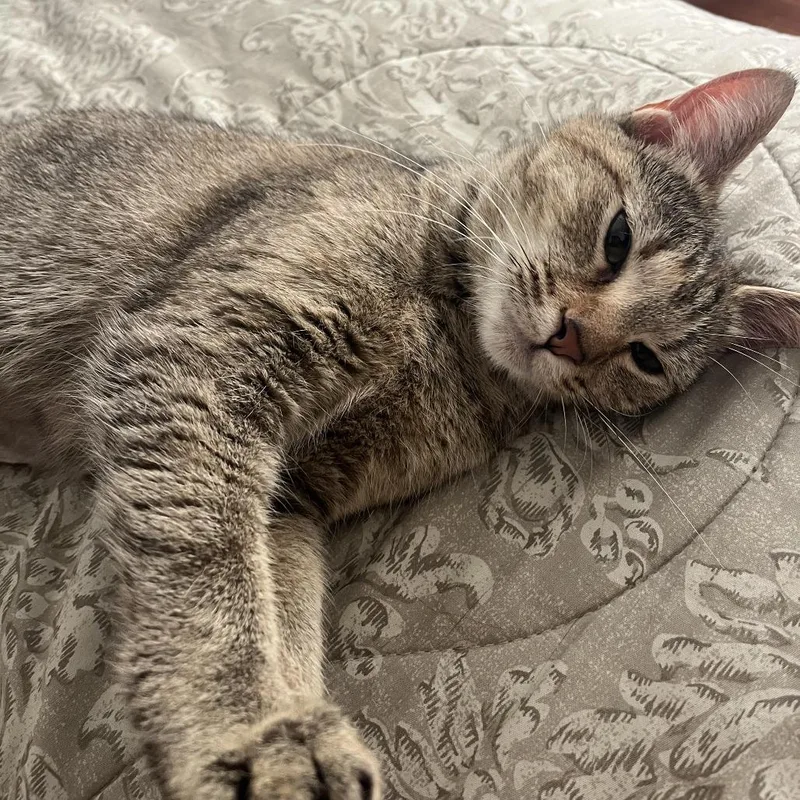 An adult medium-sized female Torbie Domestic Short Hair cat named Sarah Paulson for adoption in Evanston, IL