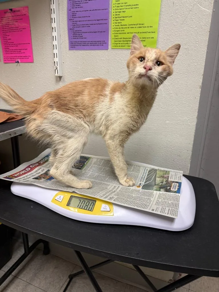 An adult medium-sized male Domestic Short Hair cat named Chef for adoption in Sorrento, LA