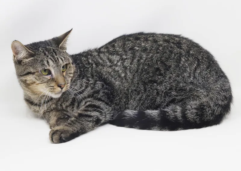 A baby small-sized female Tabby cat named Scout is so misunderstood for adoption in Bedford Hills, NY
