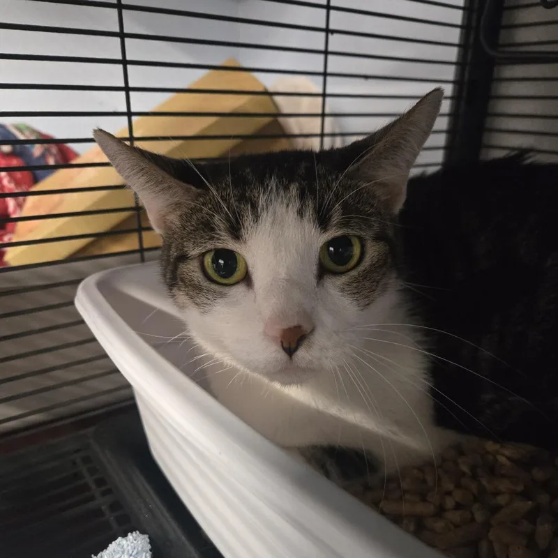 An adult medium-sized female Domestic Short Hair cat named Mochee for adoption in Desert Hot Springs, CA