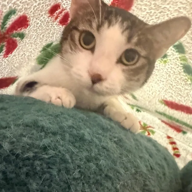 Mochee thumbnail 2