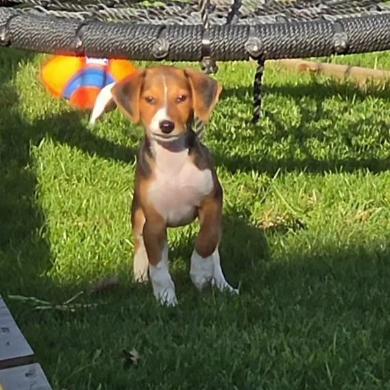 A baby medium-sized female Tricolor (Brown, Black, & White) Beagle dog named Lady for adoption in LEMONT, IL