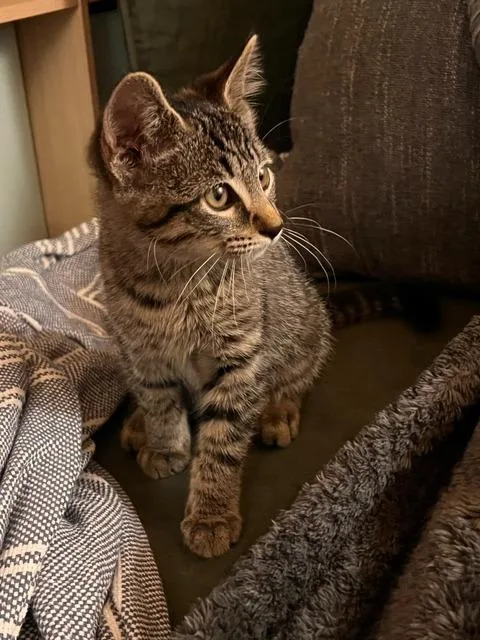 Griffin
