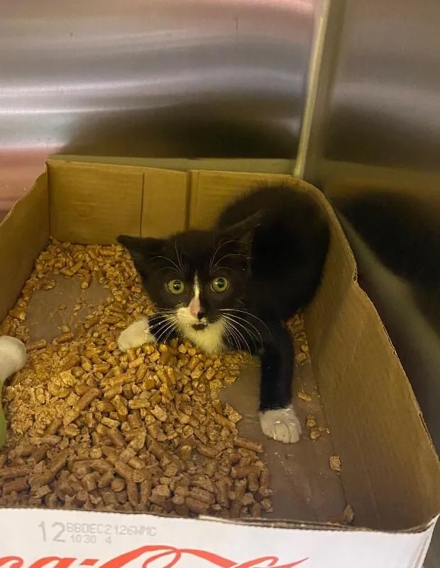 A young medium-sized male Black & White / Tuxedo Domestic Short Hair cat named Merlin for adoption in Jackson, TN