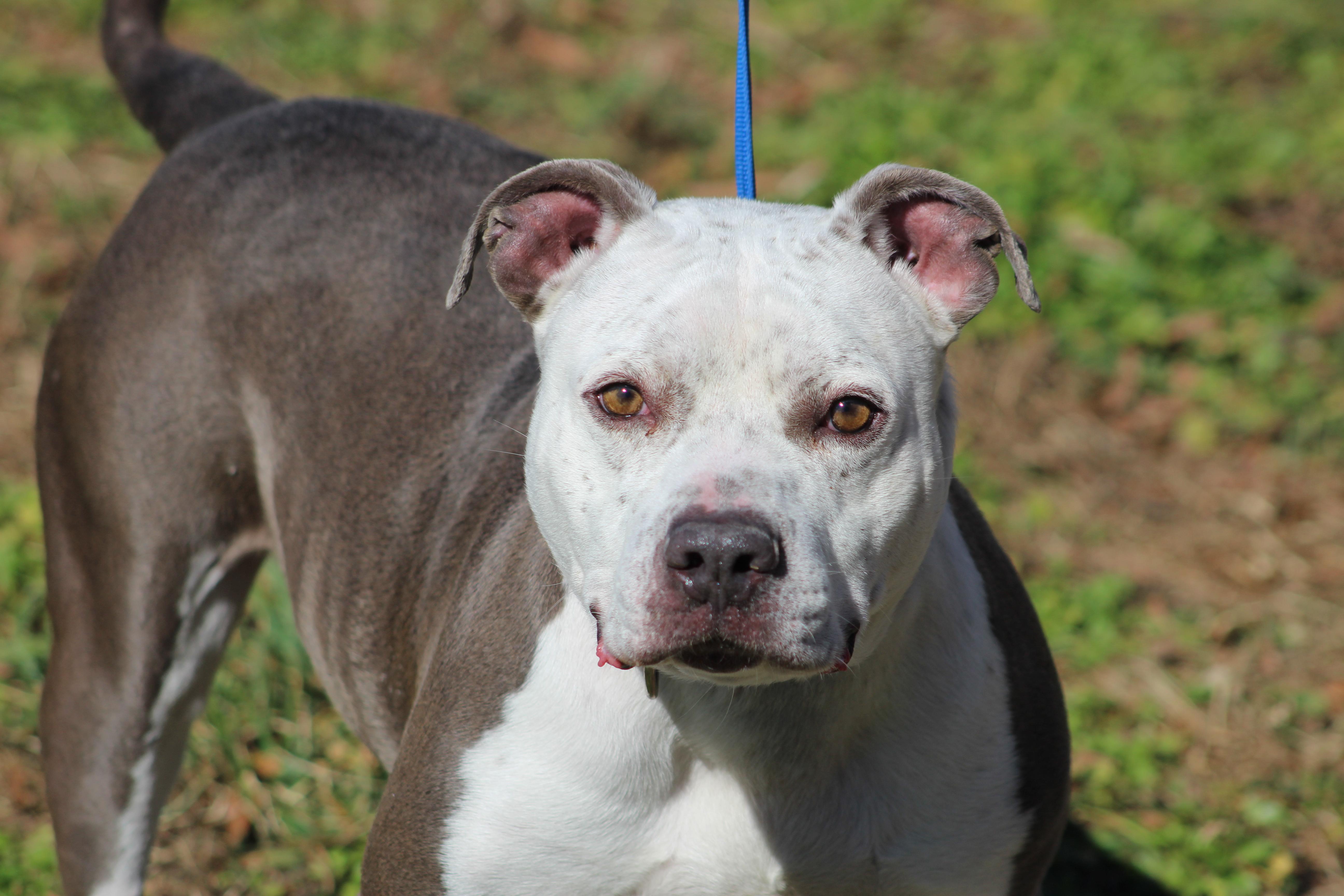 An adult medium-sized male Bicolor Pit Bull Terrier dog named Duck for adoption in Conway, AR