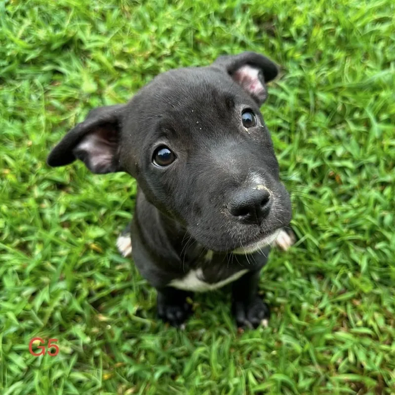 Piper Pupcake