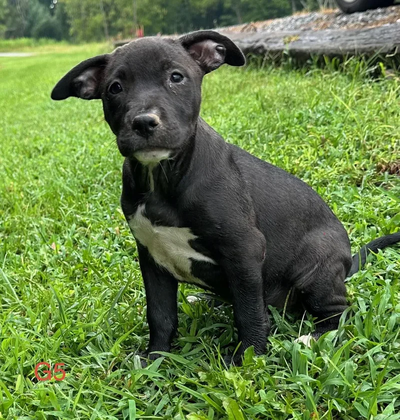 Piper Pupcake thumbnail 2