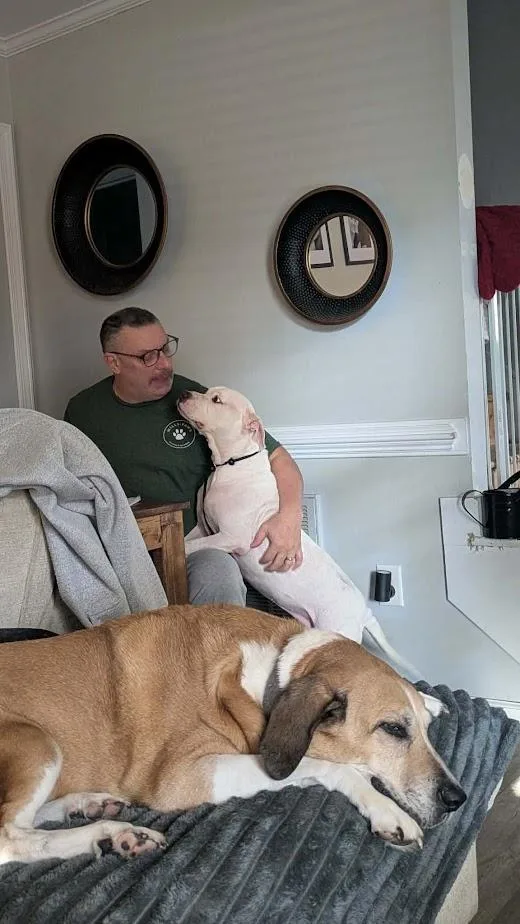 A senior medium-sized female American Bulldog dog named Millie for adoption in Charlotte, NC