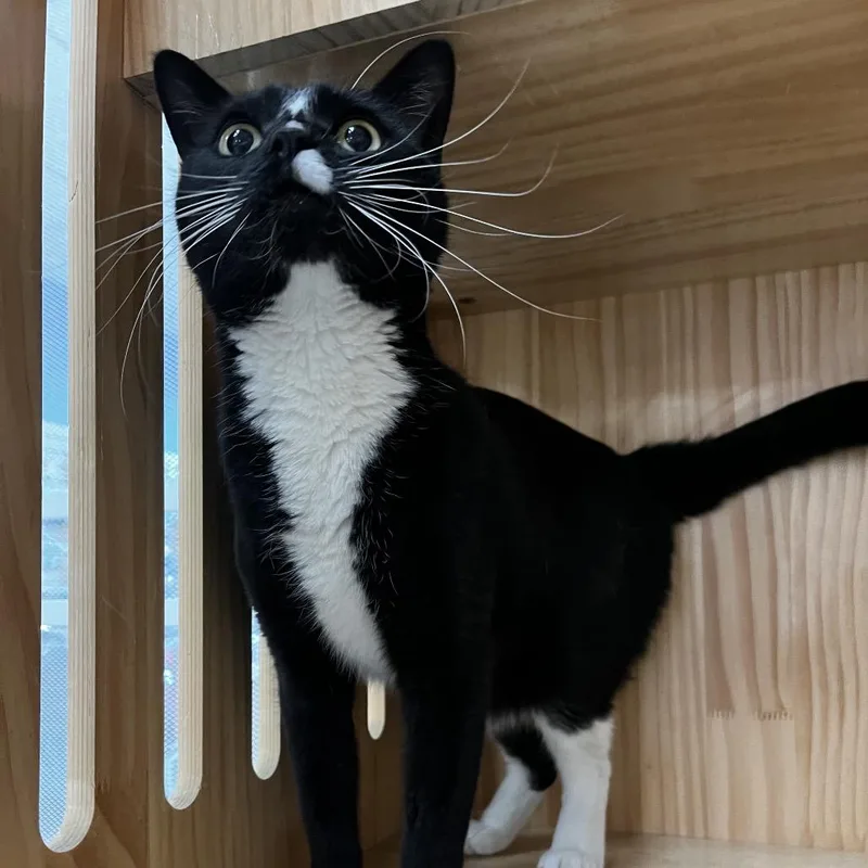 Meowdeline thumbnail 2