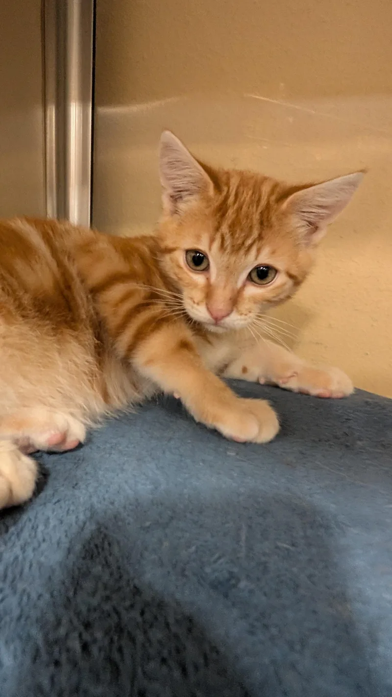 A baby medium-sized male Orange & White Domestic Short Hair cat named Christopher for adoption in Missoula, MT