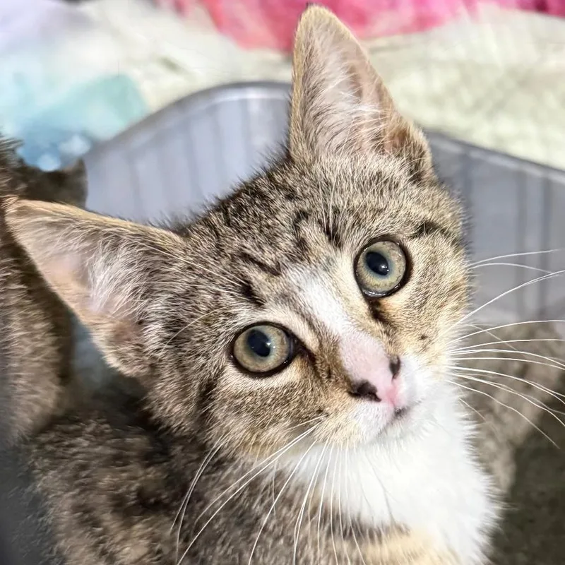 A baby small-sized male Tabby (Brown / Chocolate) Domestic Short Hair cat named Gabe for adoption in Gresham, WI