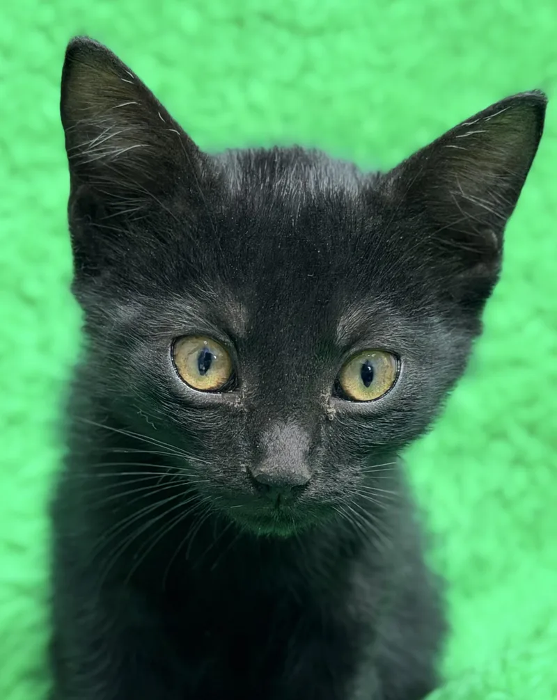 A baby medium-sized female Black Bombay cat named Love for adoption in Horseshoe Bend, AR
